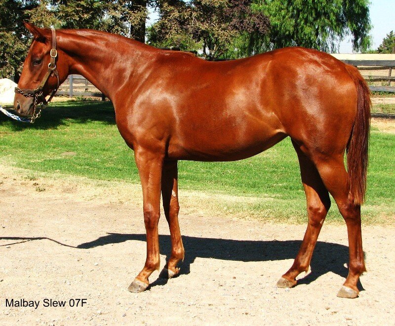 Chestnut Horse Standing — Brown, Calm, Afternoon, Photograph, Grass