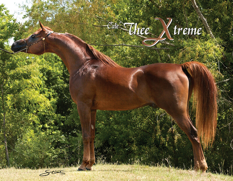 Chestnut Horse Standing — Brown, Calm, Afternoon