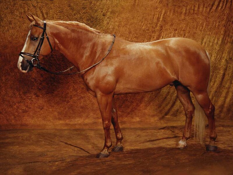 Chestnut Horse Standing — Brown, Calm, Photograph