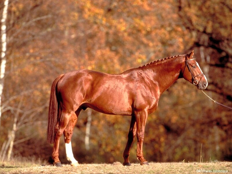 Chestnut Horse Standing — Brown, Calm