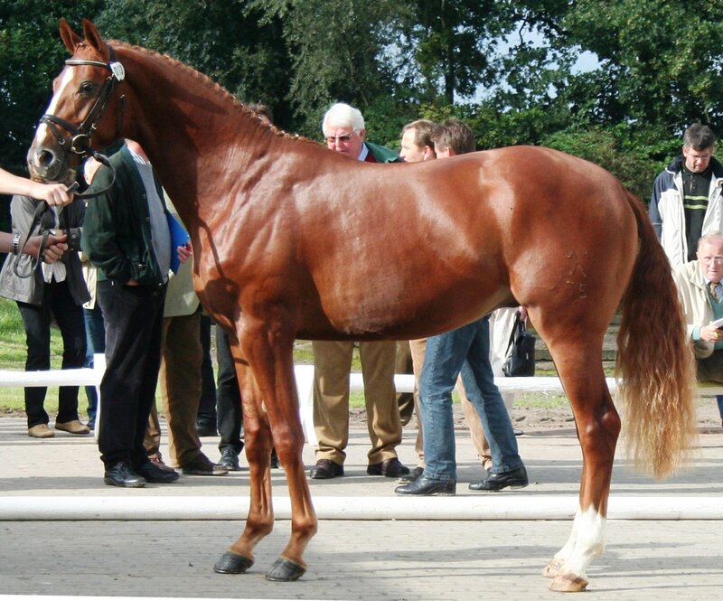 Chestnut Horse Standing — Brown, Outdoor