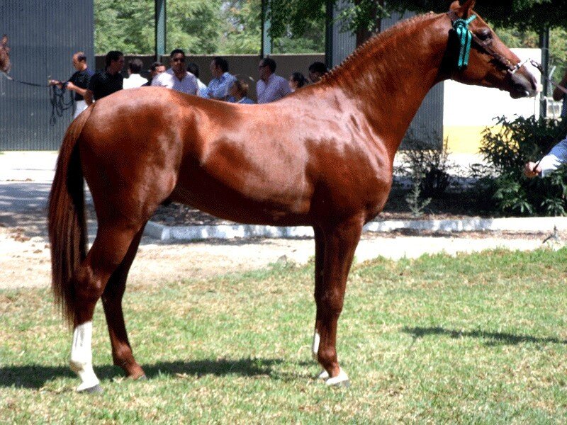 Chestnut Horse Standing — Brown