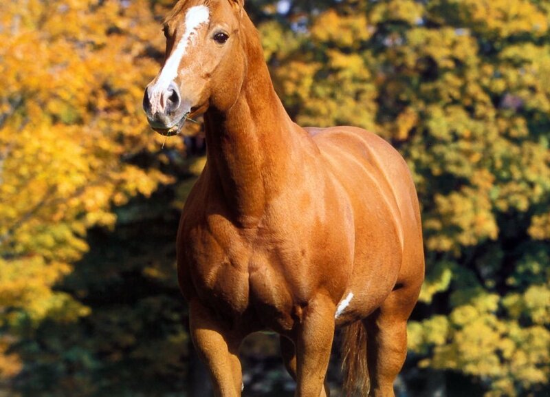 Chestnut Horse Standing