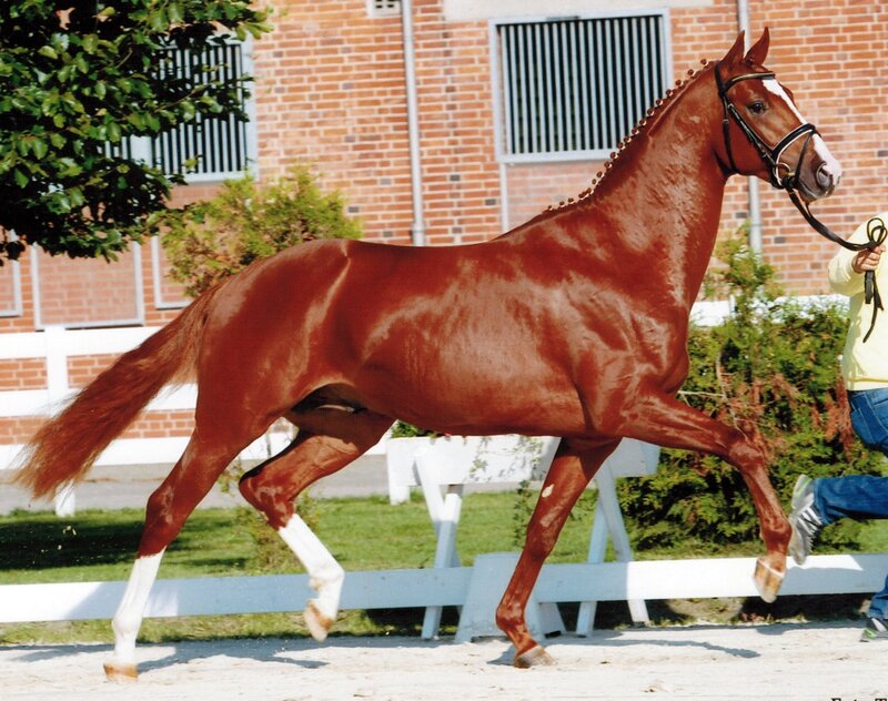 Chestnut Horse Trotting