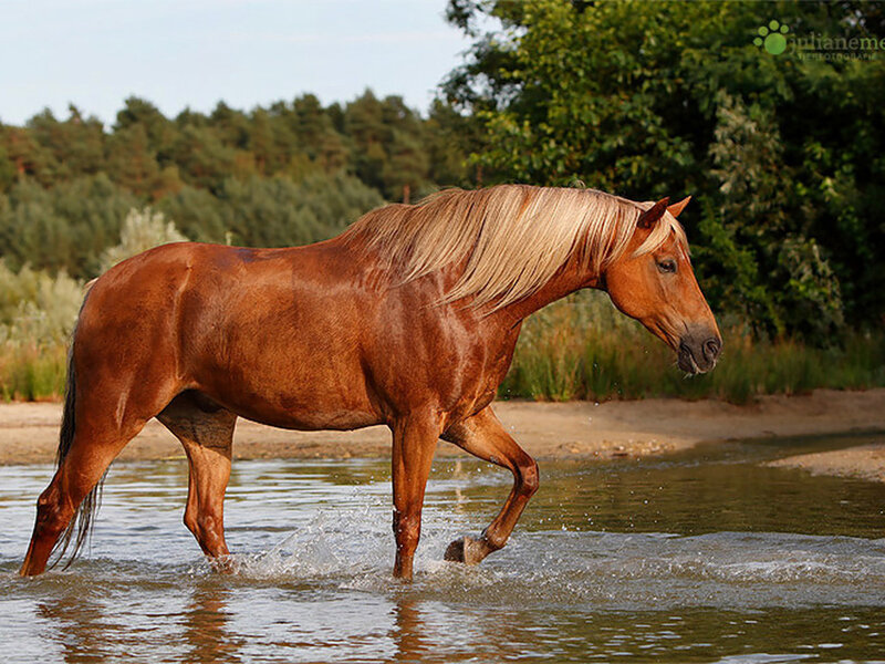 Chestnut Horse Walking — Brown