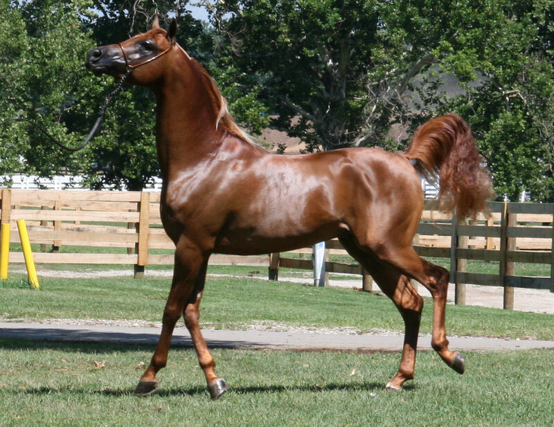 Chestnut Horse Walking