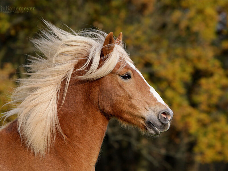 Chestnut Horse with Blonde Mane — Brown, Calm