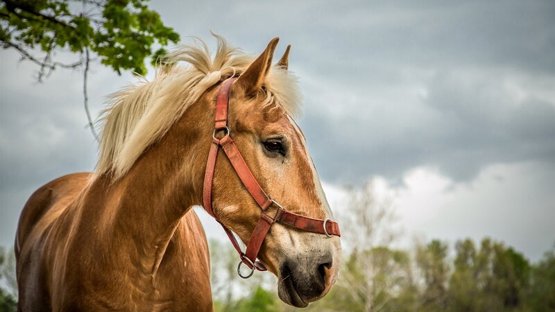 Chestnut Horse with Blonde Mane — Brown, Dramatic
