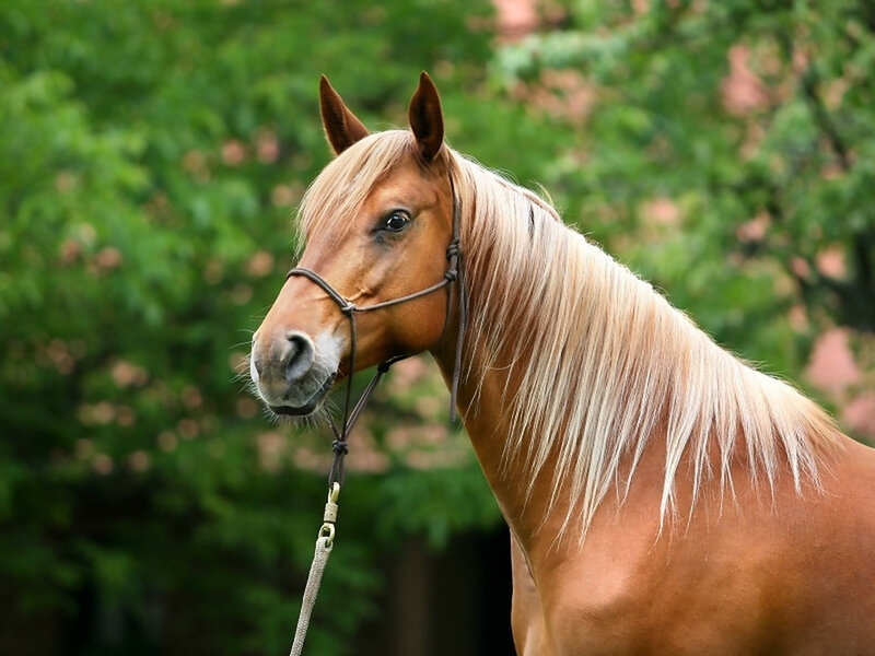 Chestnut Horse with Blonde Mane — Brown