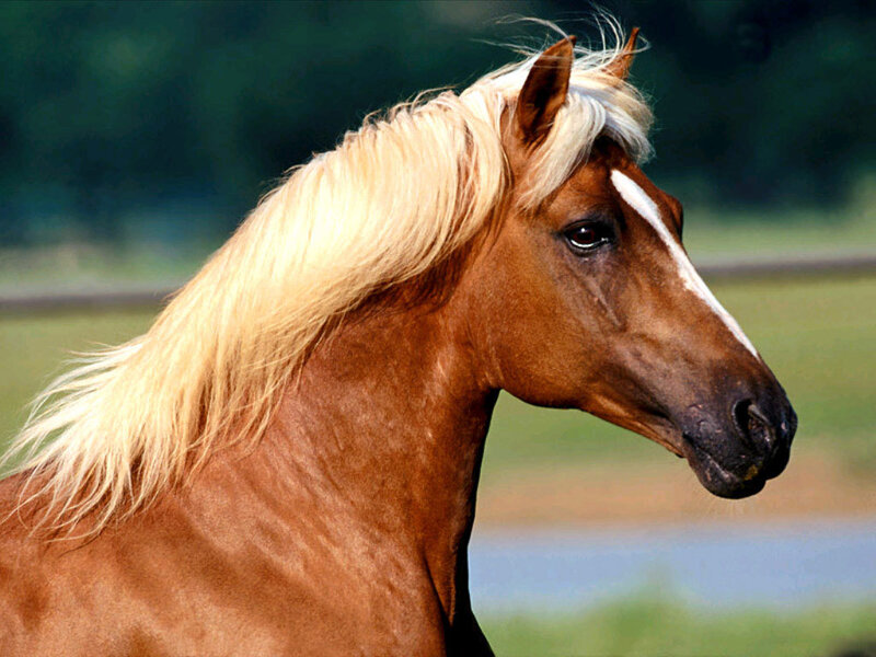 Chestnut Horse with Blonde Mane