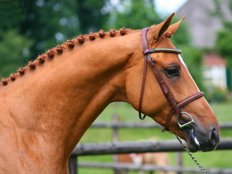 Chestnut Horse with Braided Mane — Brown