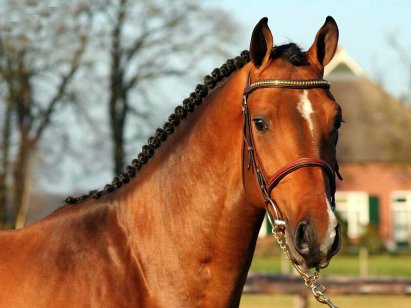 Chestnut Horse with Braided Mane