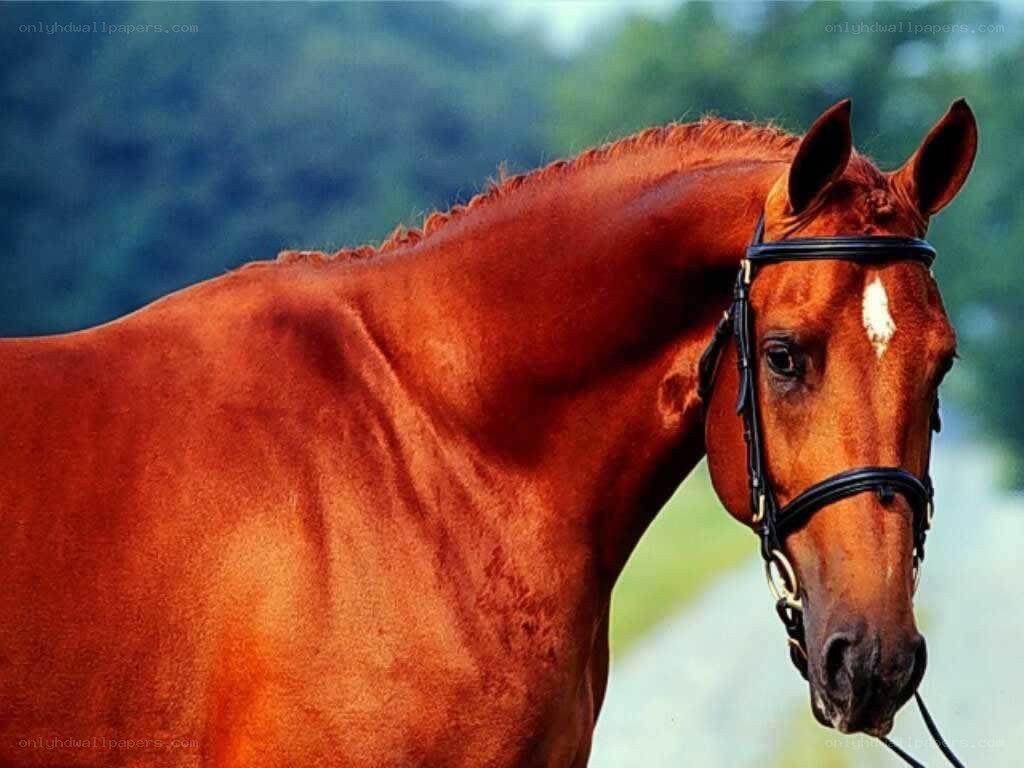 chestnut horse with bridle