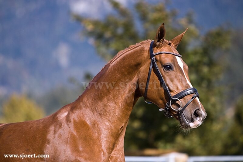 Chestnut Horse with Bridle — Brown, Calm
