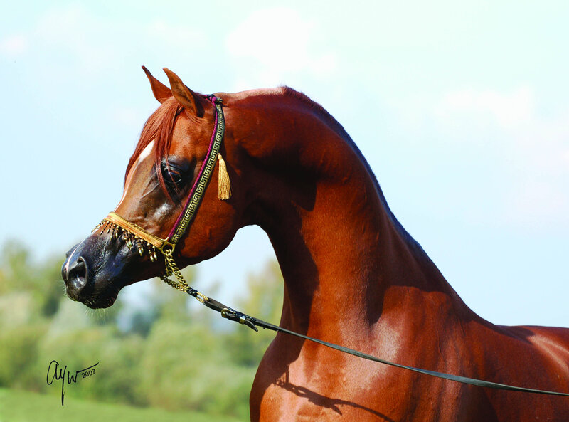 Chestnut Horse with Bridle — Brown