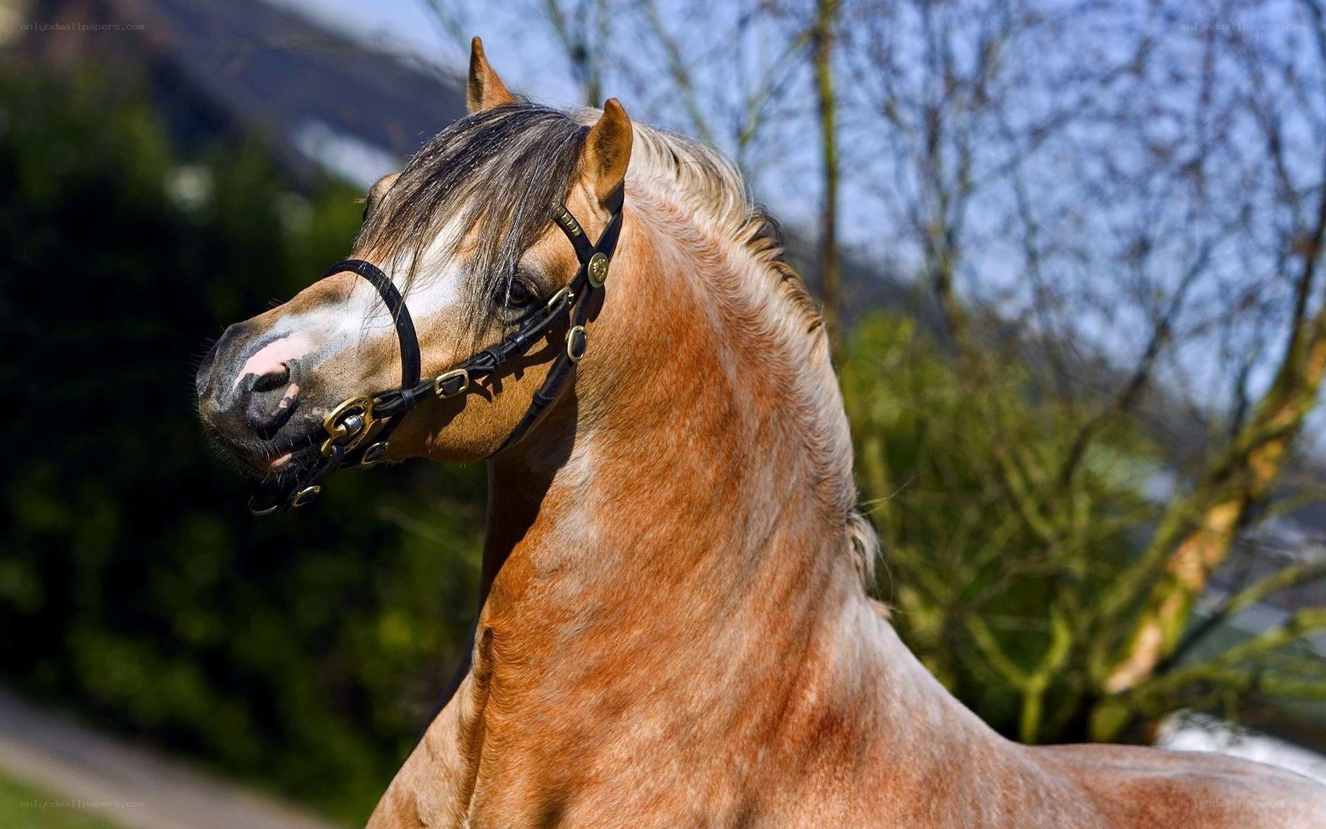 chestnut horse with bridle