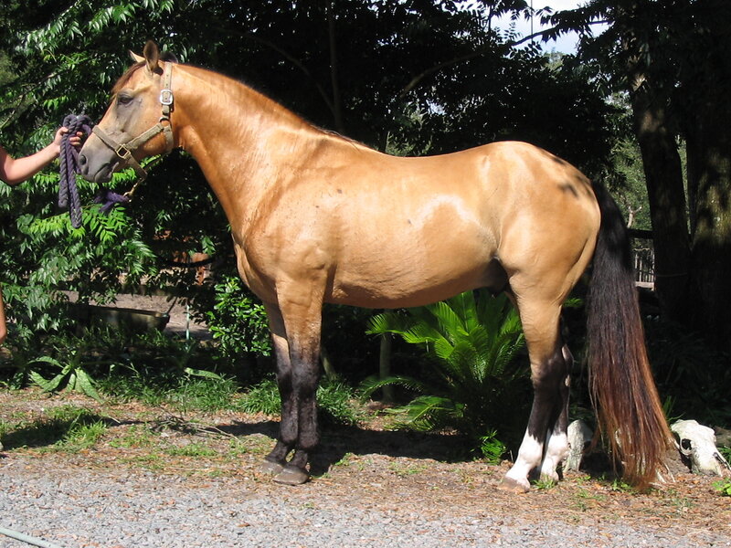 Chestnut Horse with Dark Legs