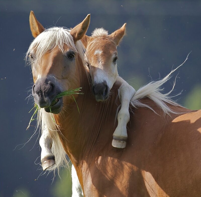 Chestnut Horse with Foal