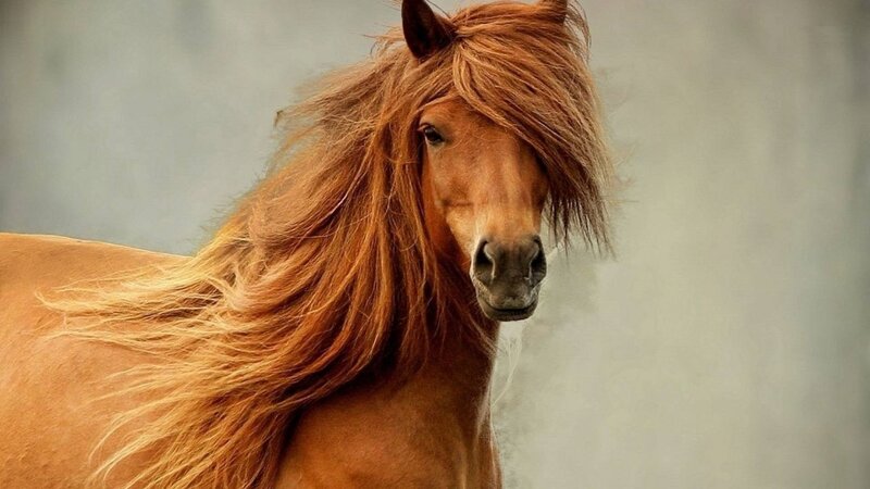 Chestnut Horse with Long Mane — Brown, Calm