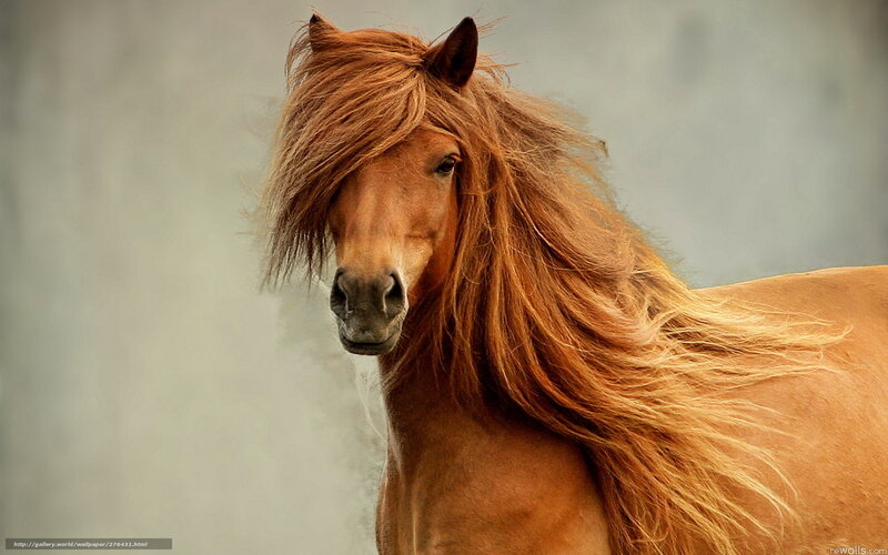 Chestnut Horse with Long Mane — Brown