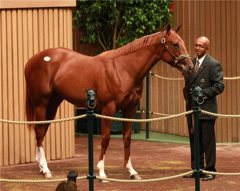 Chestnut Horse with Man