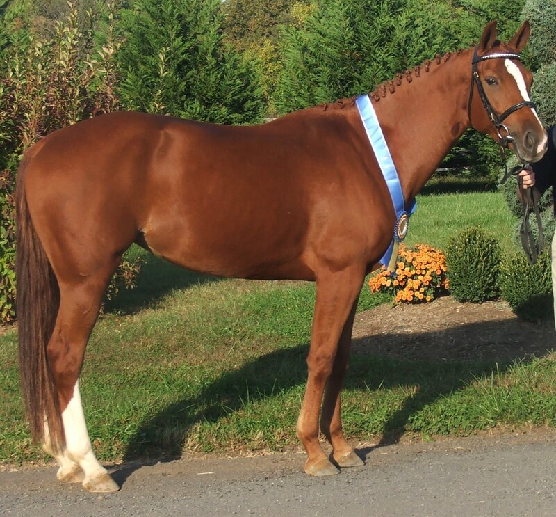 Chestnut Horse with Ribbon