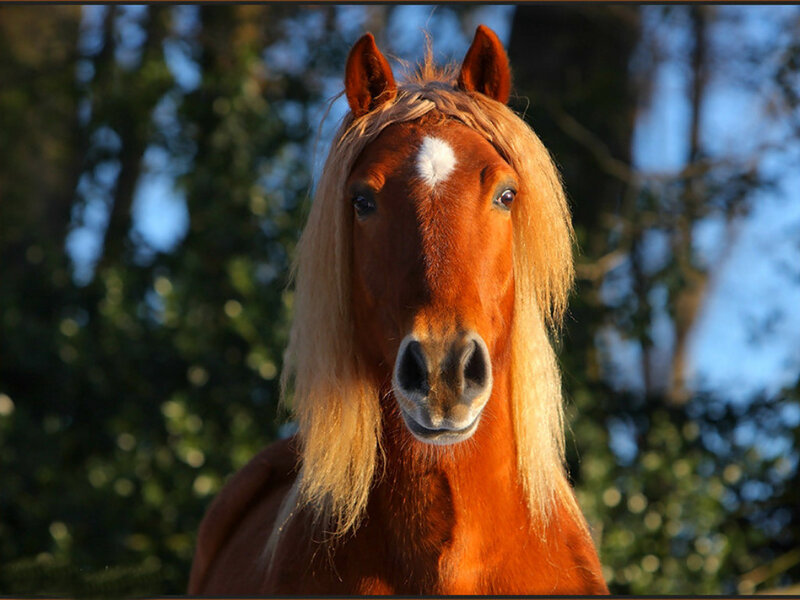 Chestnut Horse with White Blaze — Brown, Calm, Afternoon, Photograph