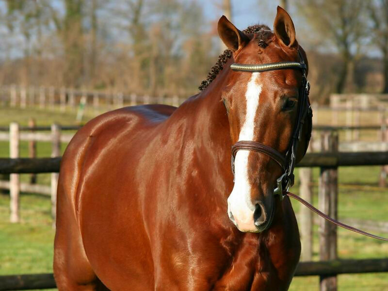 Chestnut Horse with White Blaze — Brown, Calm, Afternoon