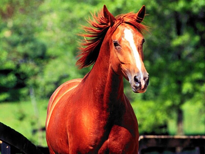 Chestnut Horse with White Blaze — Brown, Calm
