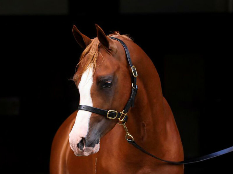 Chestnut Horse with White Blaze — Brown, Dramatic
