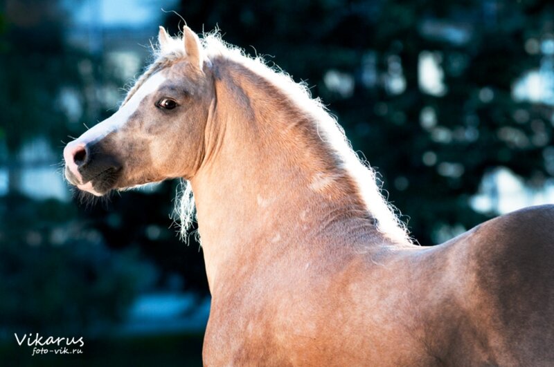 Chestnut Horse with White Blaze — Brown, Serene