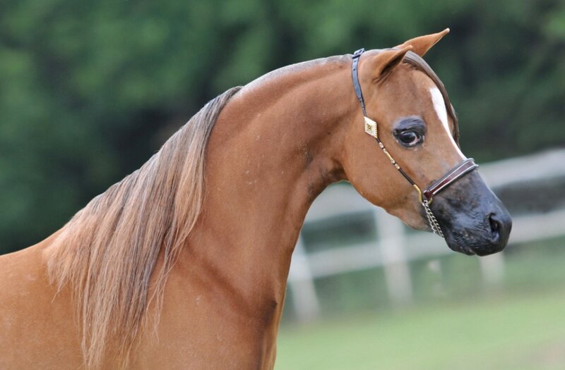 Chestnut Horse with White Blaze — Brown