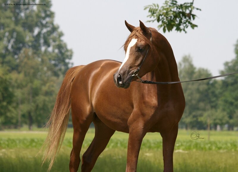 Chestnut Horse with White Blaze