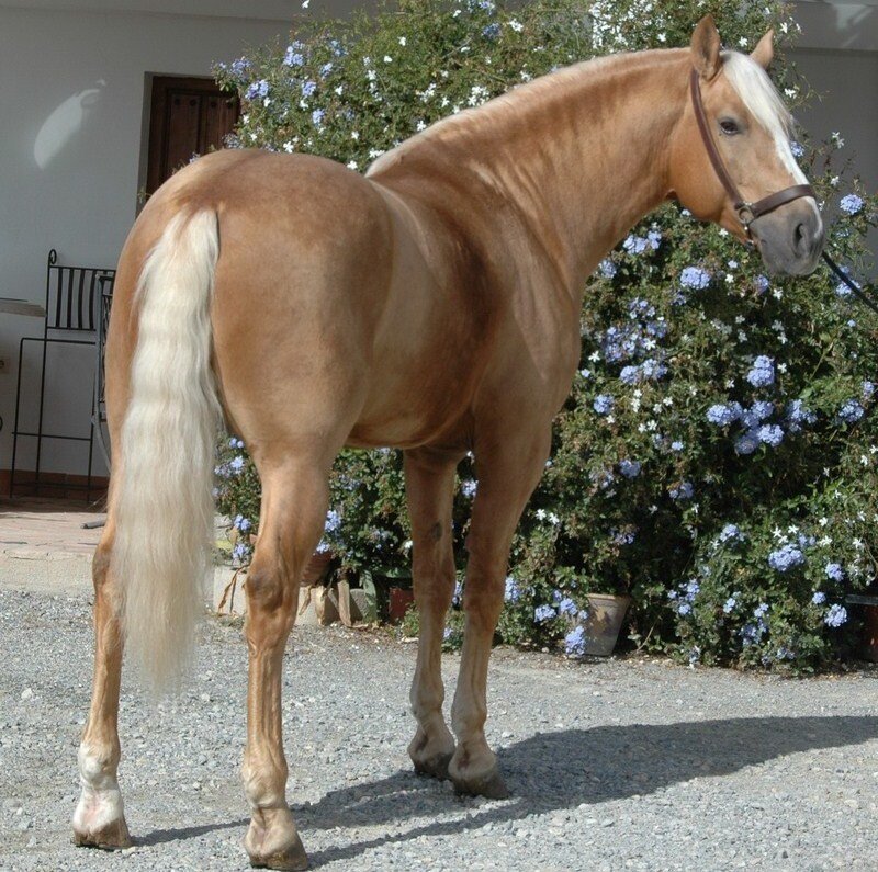chestnut horse with white mane