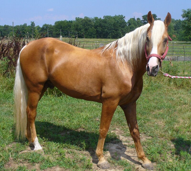 Chestnut Horse with White Mane — Brown, Calm, Afternoon, Photograph, Grass