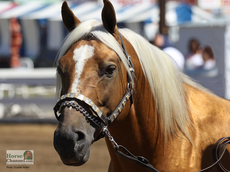 Chestnut Horse with White Mane — Brown, Calm, Afternoon, Photograph