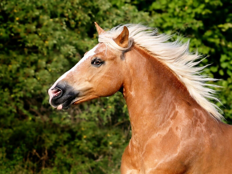 Chestnut Horse with White Mane — Brown, Calm, Afternoon, Photograph, Trees