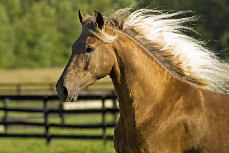 Chestnut Horse with White Mane — Brown, Calm, Afternoon