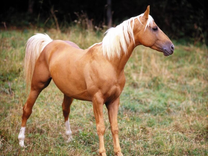 Chestnut Horse with White Mane — Brown, Calm