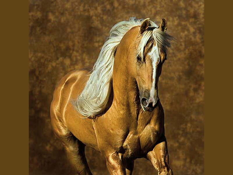 Chestnut Horse with White Mane — Brown, Dramatic, Photograph