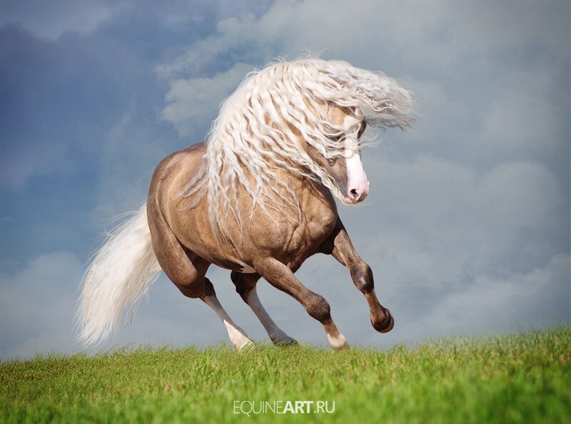 Chestnut Horse with White Mane — Brown, Dynamic, Afternoon