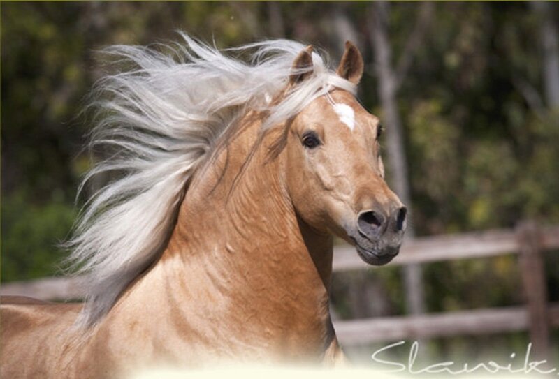 Chestnut Horse with White Mane — Brown, Dynamic