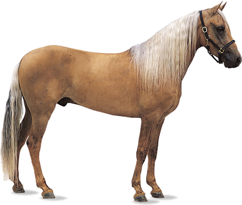Chestnut Horse with White Mane — Brown, Neutral