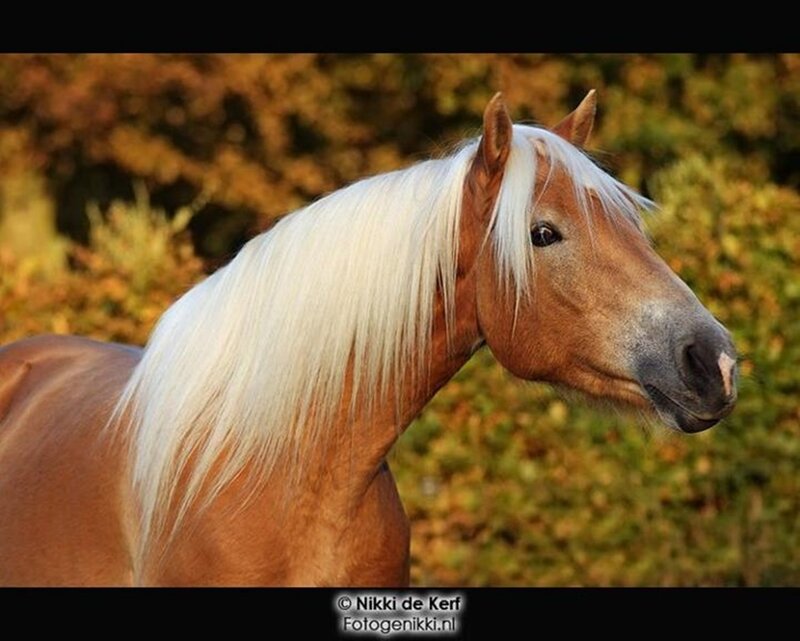 Chestnut Horse with White Mane — Brown, Serene, Autumn