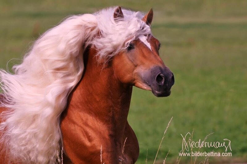 Chestnut Horse with White Mane — Brown, Serene