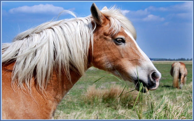 Chestnut Horse with White Mane — Brown