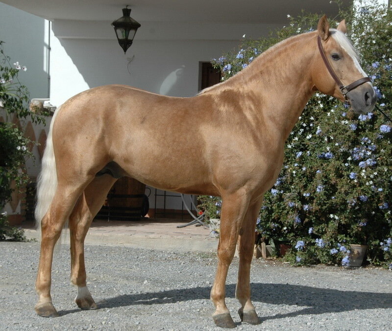 chestnut horse with white mane