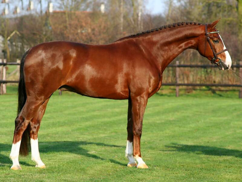Chestnut Horse with White Markings — Brown, Calm