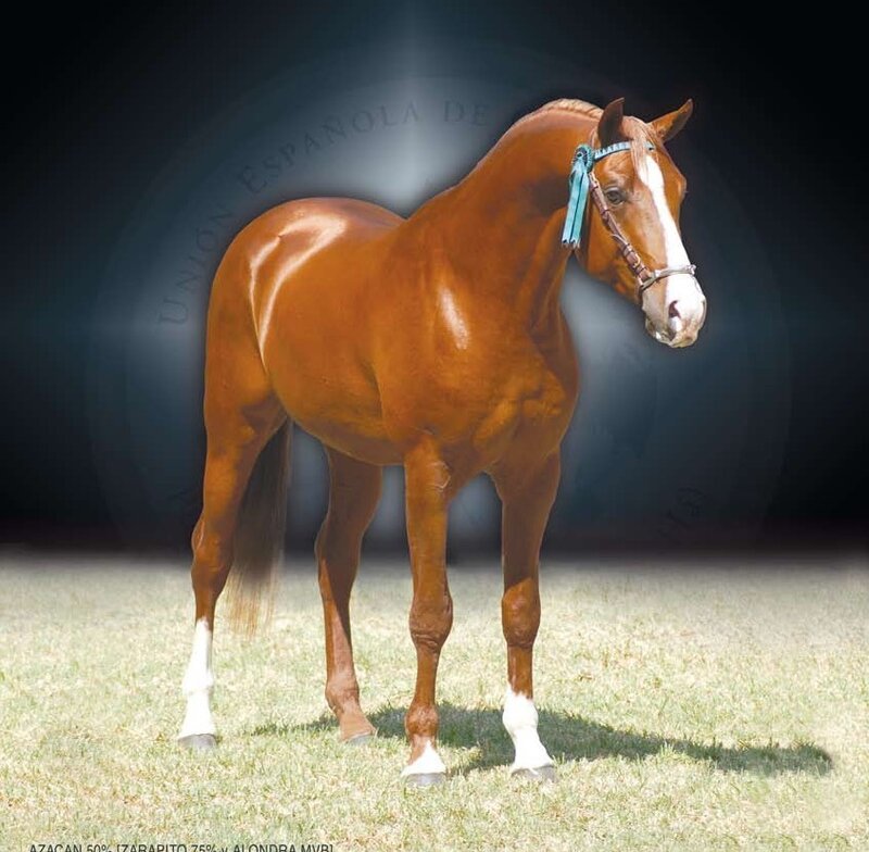 Chestnut Horse with White Markings — Brown