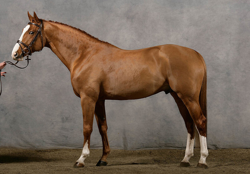 Chestnut Horse with White Markings
